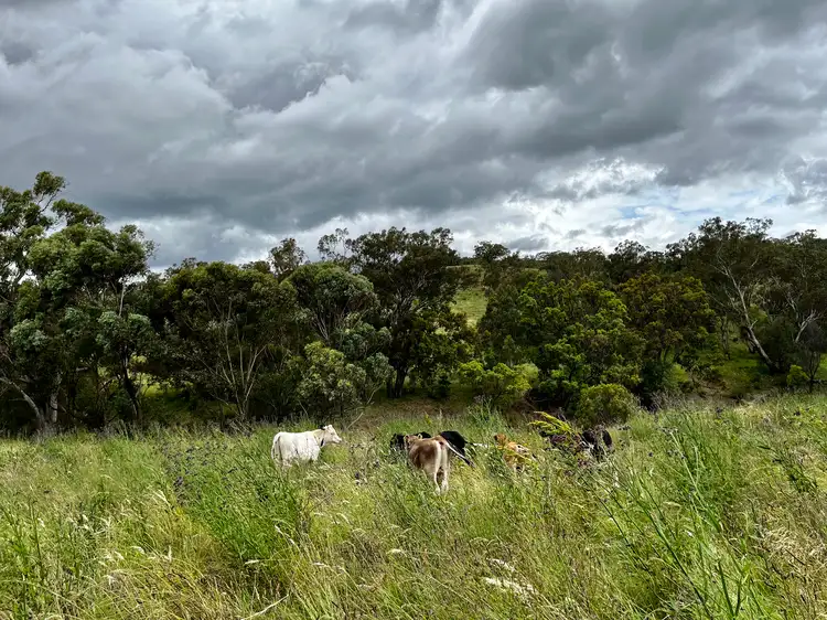 Second view of Homely rural property listing, 2 Chilcotts Creek Road, Willow Tree NSW 2339