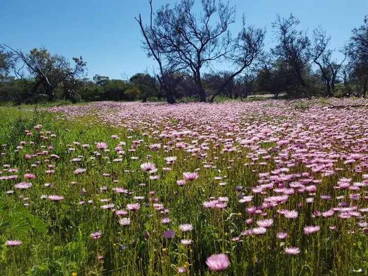 Main view of Homely land listing, LOT 3352 Beatty Haselby Rd, Naraling WA 6532