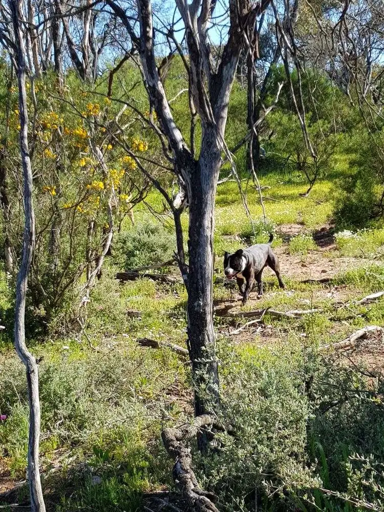 Fifth view of Homely land listing, LOT 3352 Beatty Haselby Rd, Naraling WA 6532