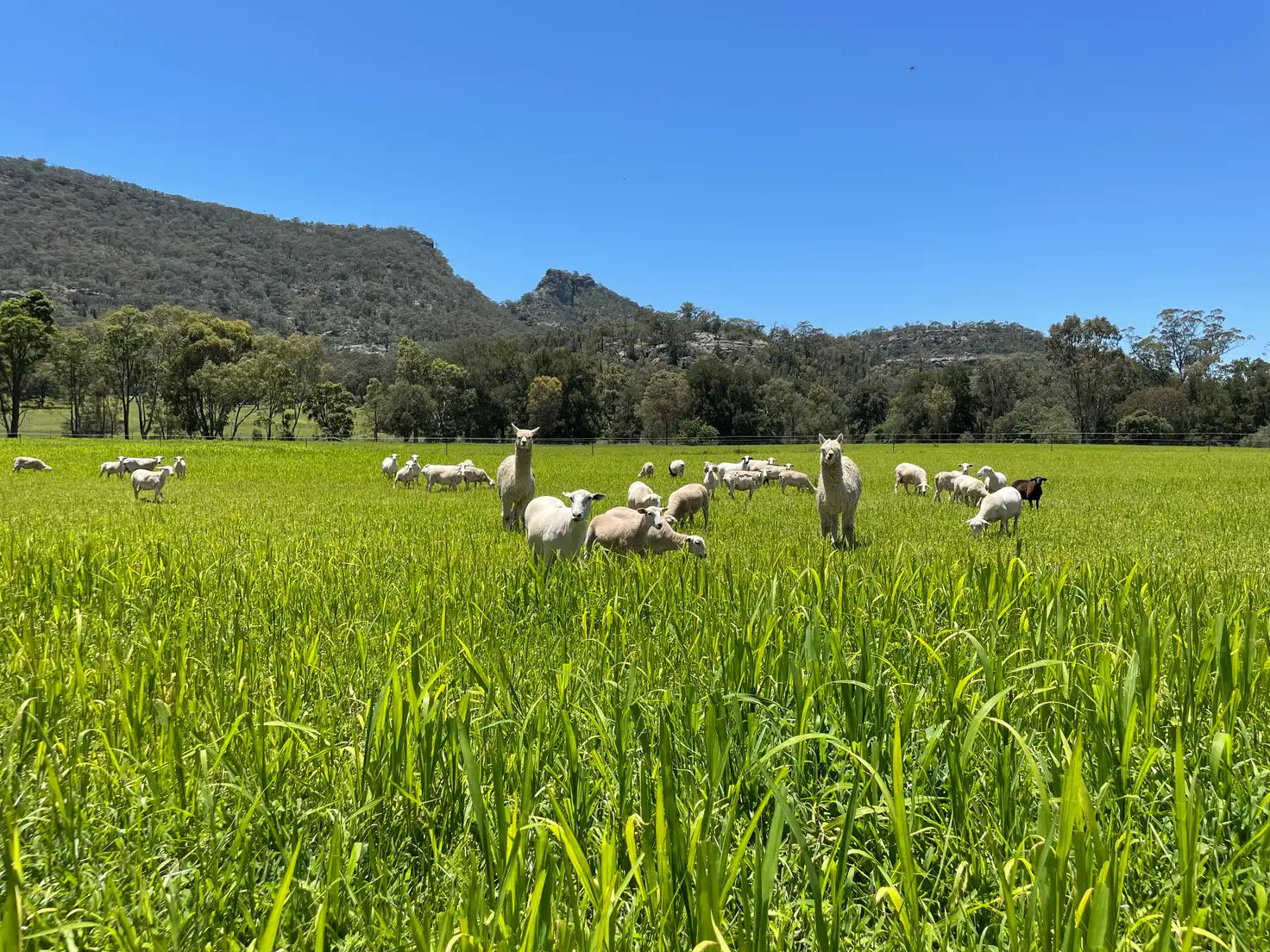 Main view of Homely rural property listing, 21 Giants Creek Road, Sandy Hollow NSW 2333