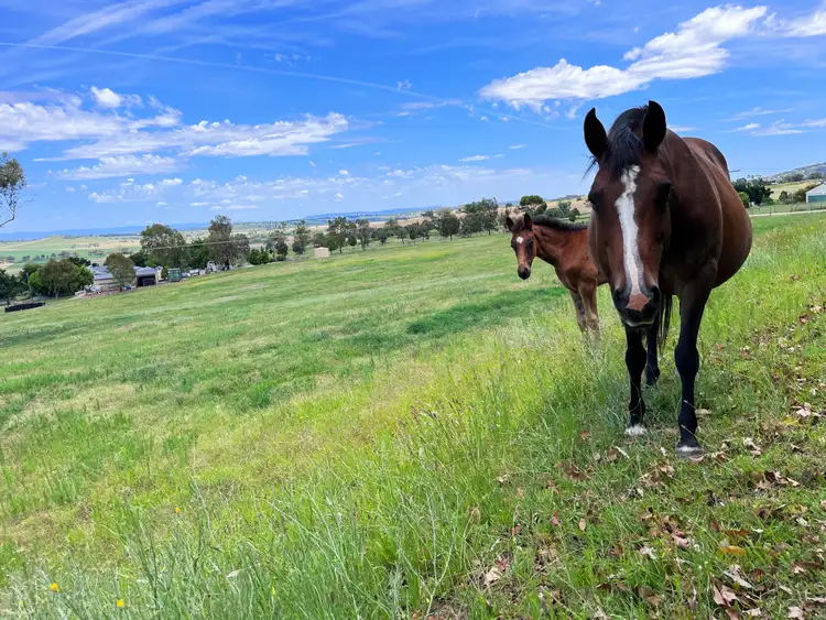 Third view of Homely rural property listing, 44 Callaghans Lane, Quirindi NSW 2343