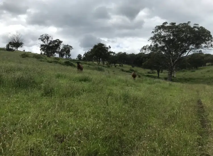 Seventh view of Homely rural property listing, Lot 352 Splitters Gully Road, Nundle NSW 2340