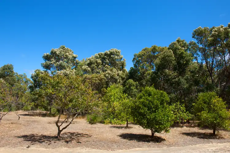 Fifth view of Homely rural property listing, 209 Matheson Road, Wilyabrup WA 6280