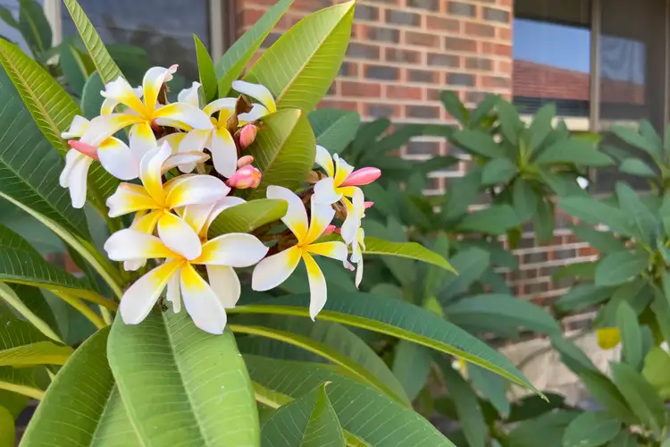 Fifth view of Homely house listing, 42 Hannans Street, Morley WA 6062