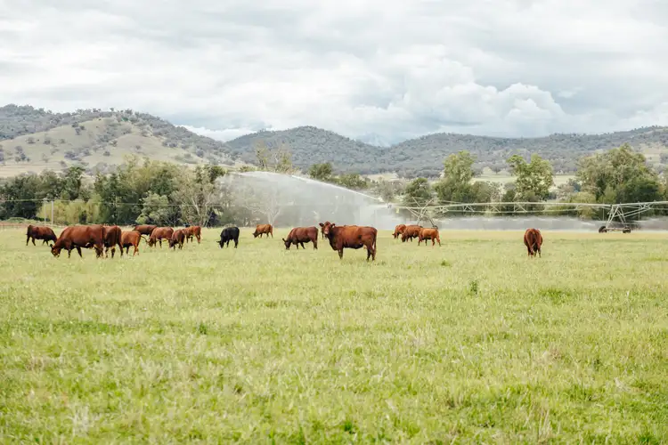 Sixth view of Homely rural property listing, 241 & 321 Loomberah Road, Tamworth NSW 2340