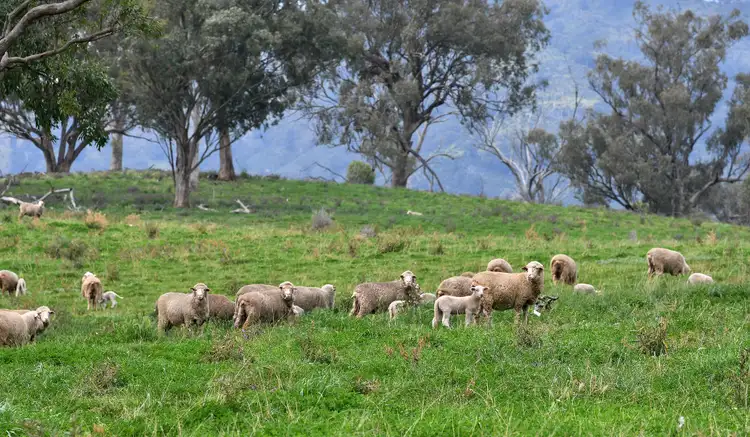 Sixth view of Homely rural property listing, "Creek Heights" 1497 Wallabadah Creek Road, Wallabadah NSW 2343