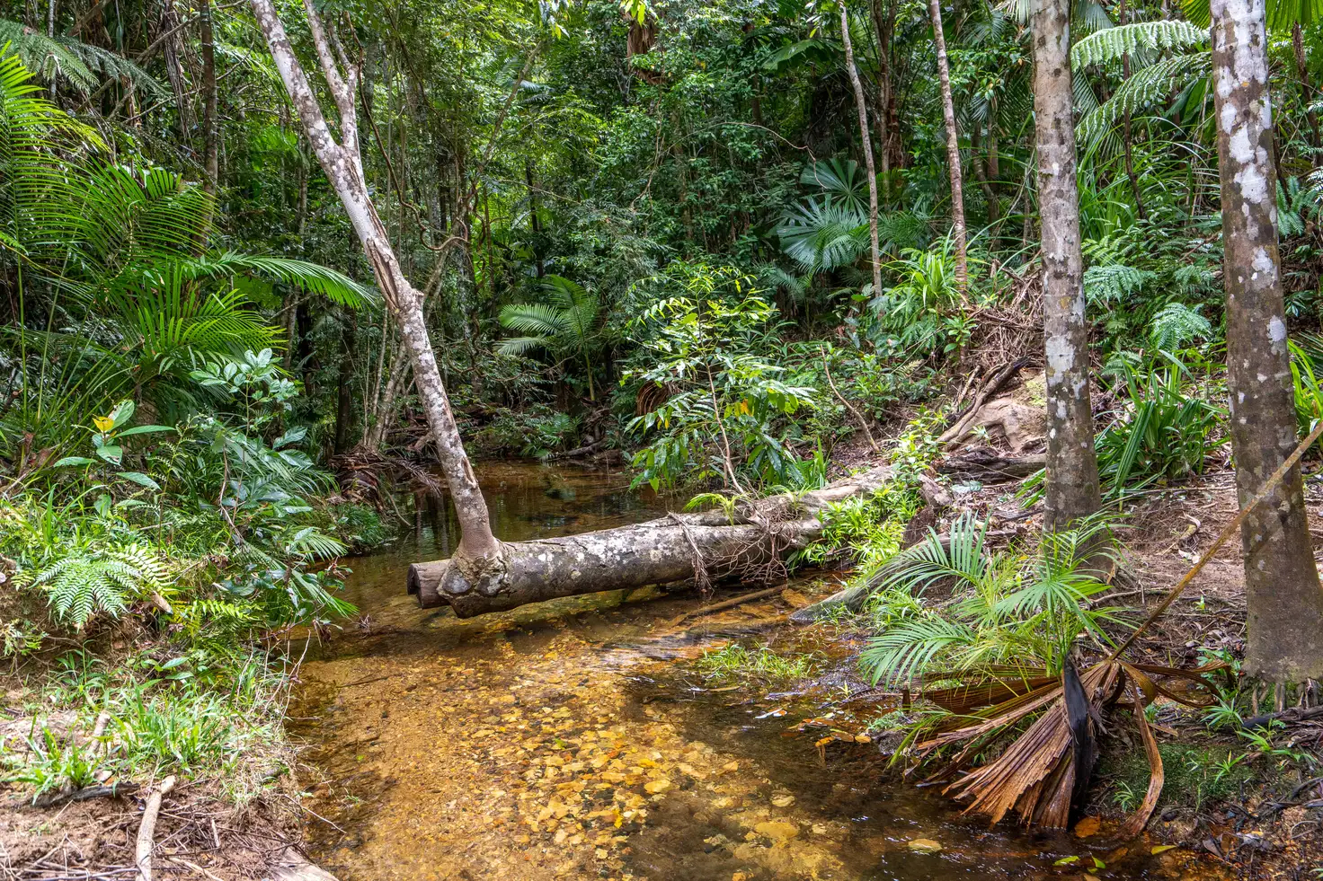 Main view of Homely land listing, 21 Waterfall Place, Jubilee Heights QLD 4860