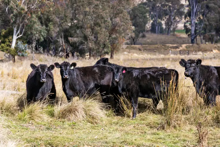Main view of Homely rural property listing, Bellevue Downs Nowendoc Road, Niangala NSW 2354