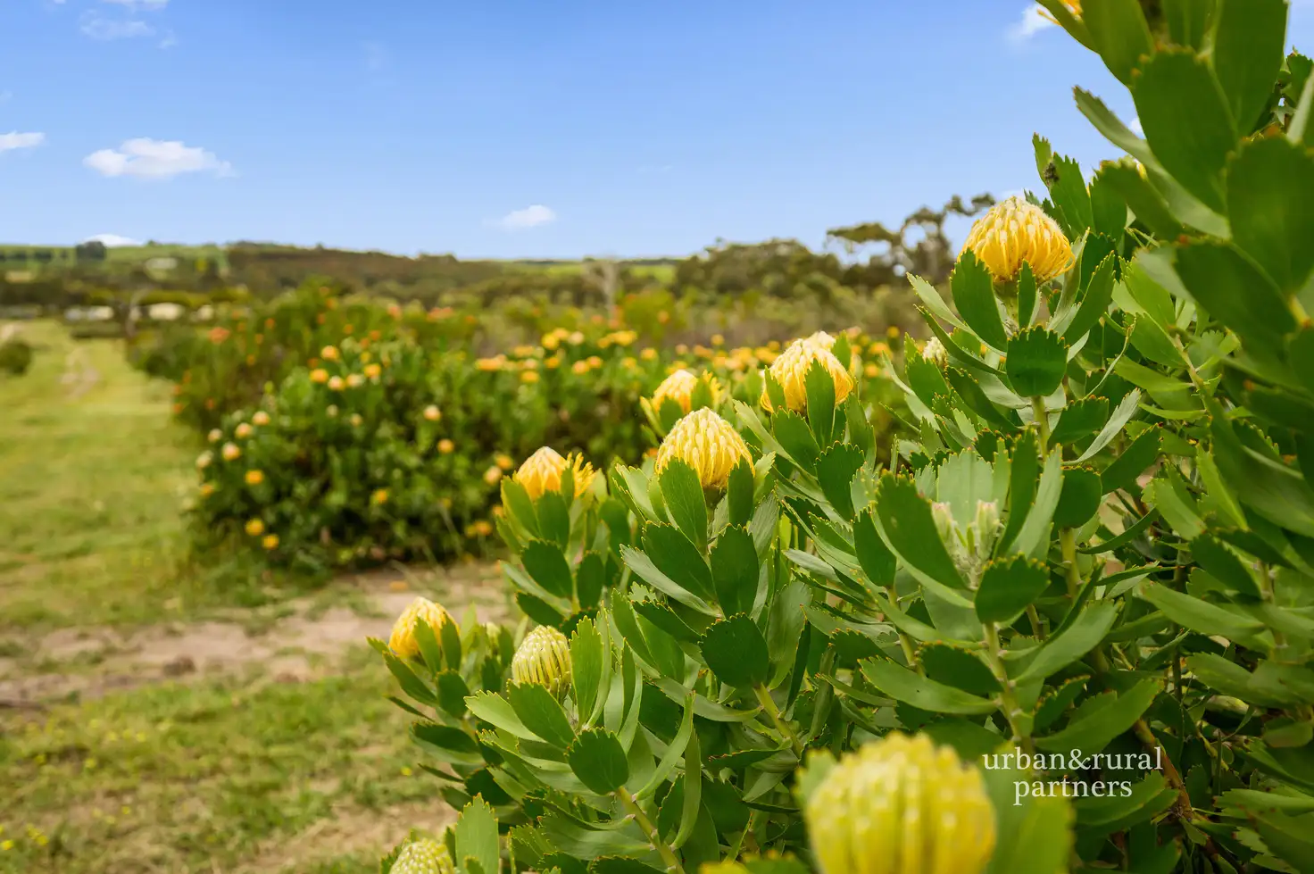 Main view of Homely rural property listing, 240a Braeside Road, Finniss SA 5255