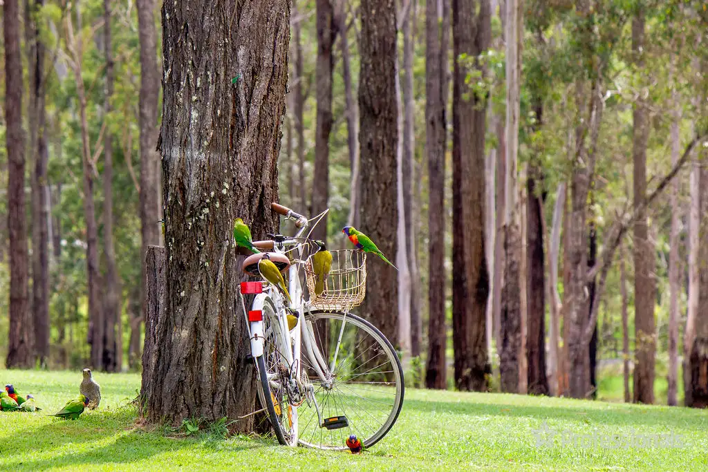 Main view of Homely house listing, 238-246 Amber Crescent, Jimboomba QLD 4280