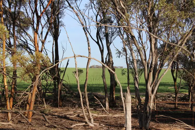 Seventh view of Homely rural property listing, Lot 566 Coolgardie Esperance Highway, Salmon Gums WA 6445