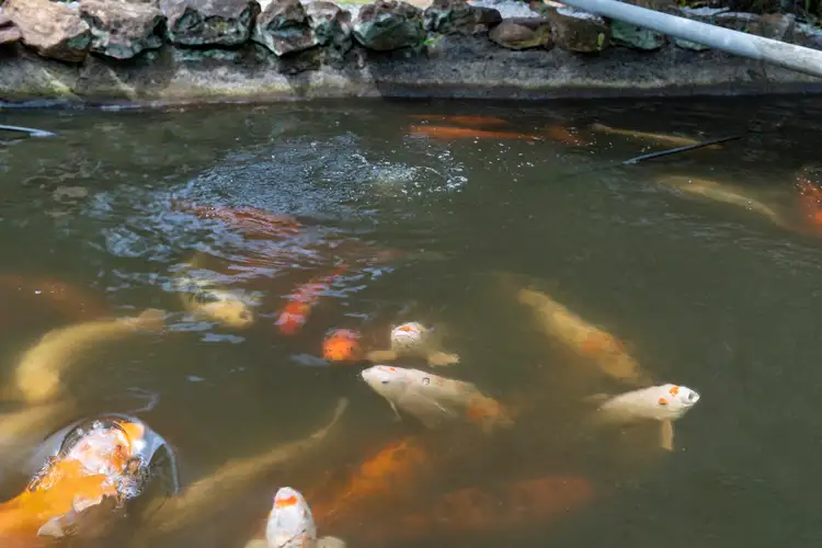 Fifth view of Homely rural property listing, 18 Southfork Drive, Glenning Valley NSW 2261