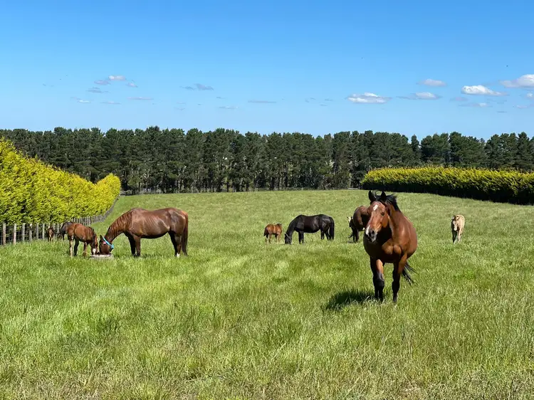 Third view of Homely rural property listing, 249 Mount Eliza Road, Riddells Creek VIC 3431