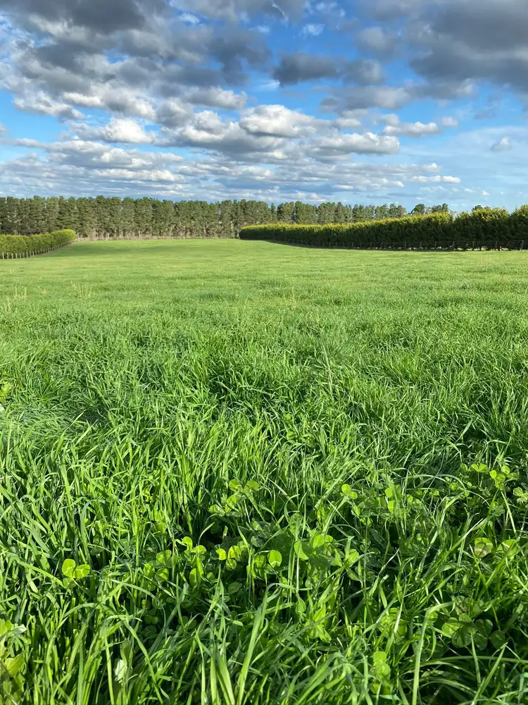 Sixth view of Homely rural property listing, 249 Mount Eliza Road, Riddells Creek VIC 3431