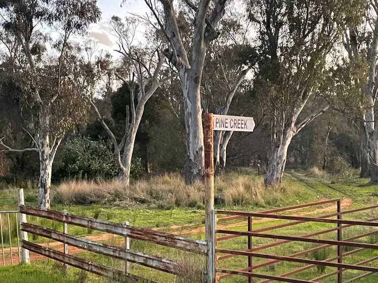 Main view of Homely rural property listing, Pine Creek 3461 Wyuna Road, Mullaley via, Gunnedah NSW 2380