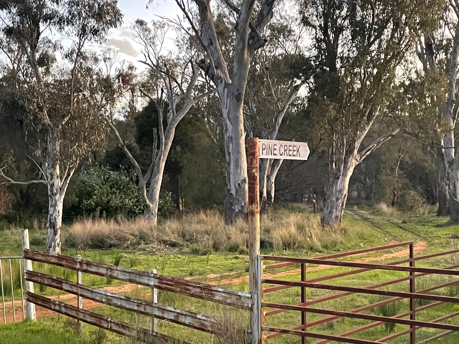 Main view of Homely rural property listing, Pine Creek 3461 Wyuna Road, Mullaley via, Gunnedah NSW 2380