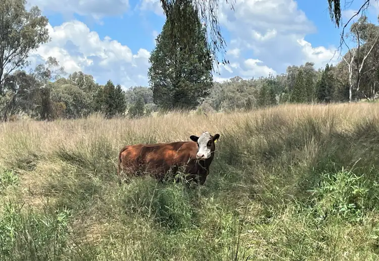 Third view of Homely rural property listing, Pine Creek 3461 Wyuna Road, Mullaley via, Gunnedah NSW 2380