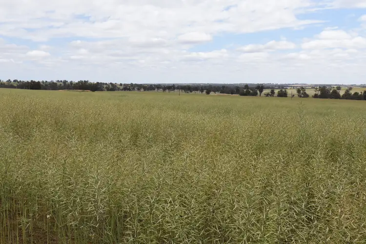 Main view of Homely rural property listing, 'Tennisdale West', Carrolup WA 6317