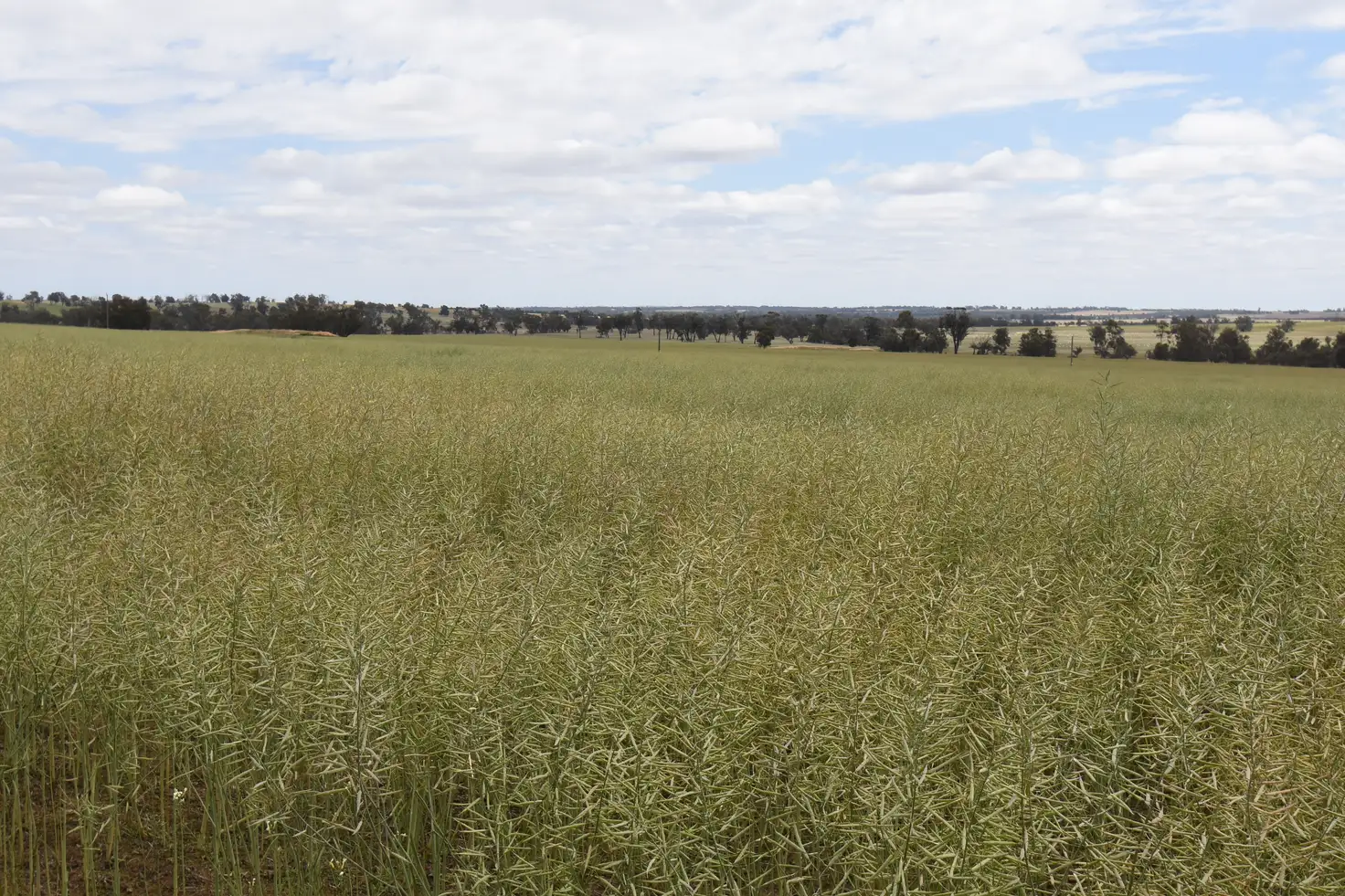 Main view of Homely rural property listing, 'Tennisdale West', Carrolup WA 6317
