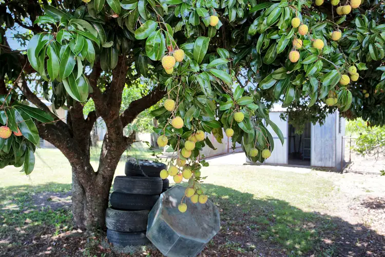 Fifth view of Homely rural property listing, 275 Marwood-Sunnyside Road, Balberra QLD 4740