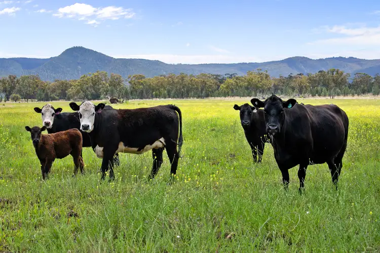 Fifth view of Homely rural property listing, Stoneybrook Glencoe Rd, Narrabri NSW 2390