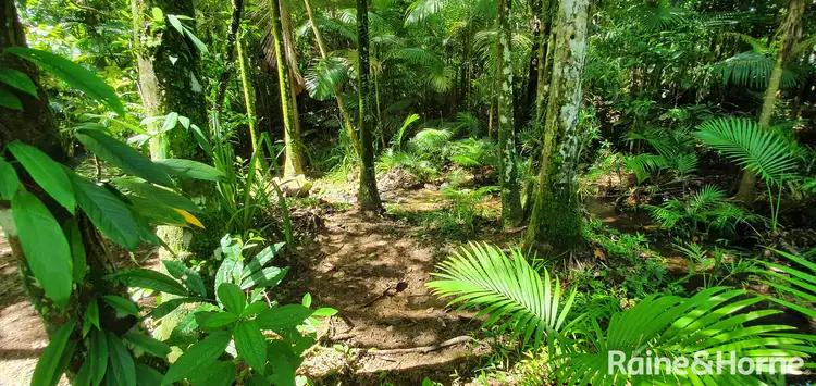 Seventh view of Homely house listing, 21 Zena Close, CAPE TRIBULATION, Daintree QLD 4873