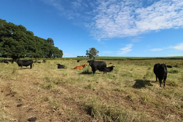 Fifth view of Homely rural property listing, 43 Knockroe Road, North Isis QLD 4660