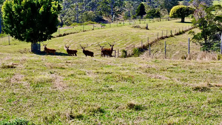 Sixth view of Homely land listing, 539-605 Bellthorpe West Road, Bellthorpe QLD 4514