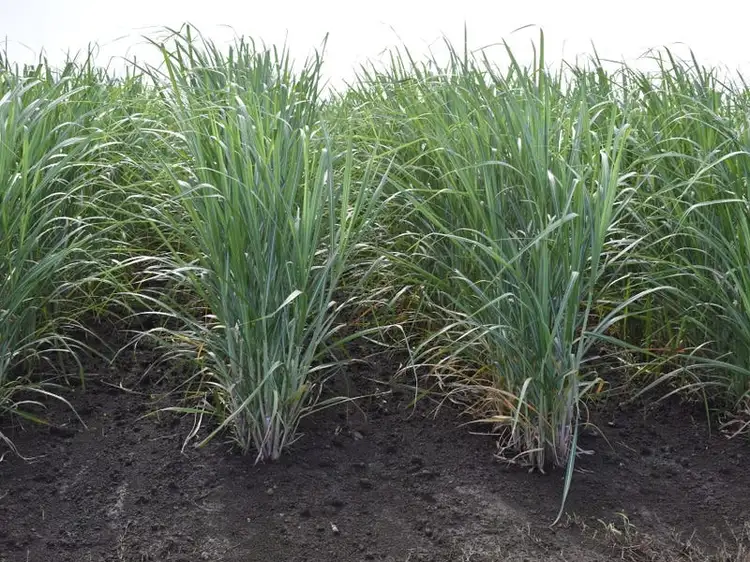 Fifth view of Homely rural property listing, 249 Hills Road, Welcome Creek QLD 4670