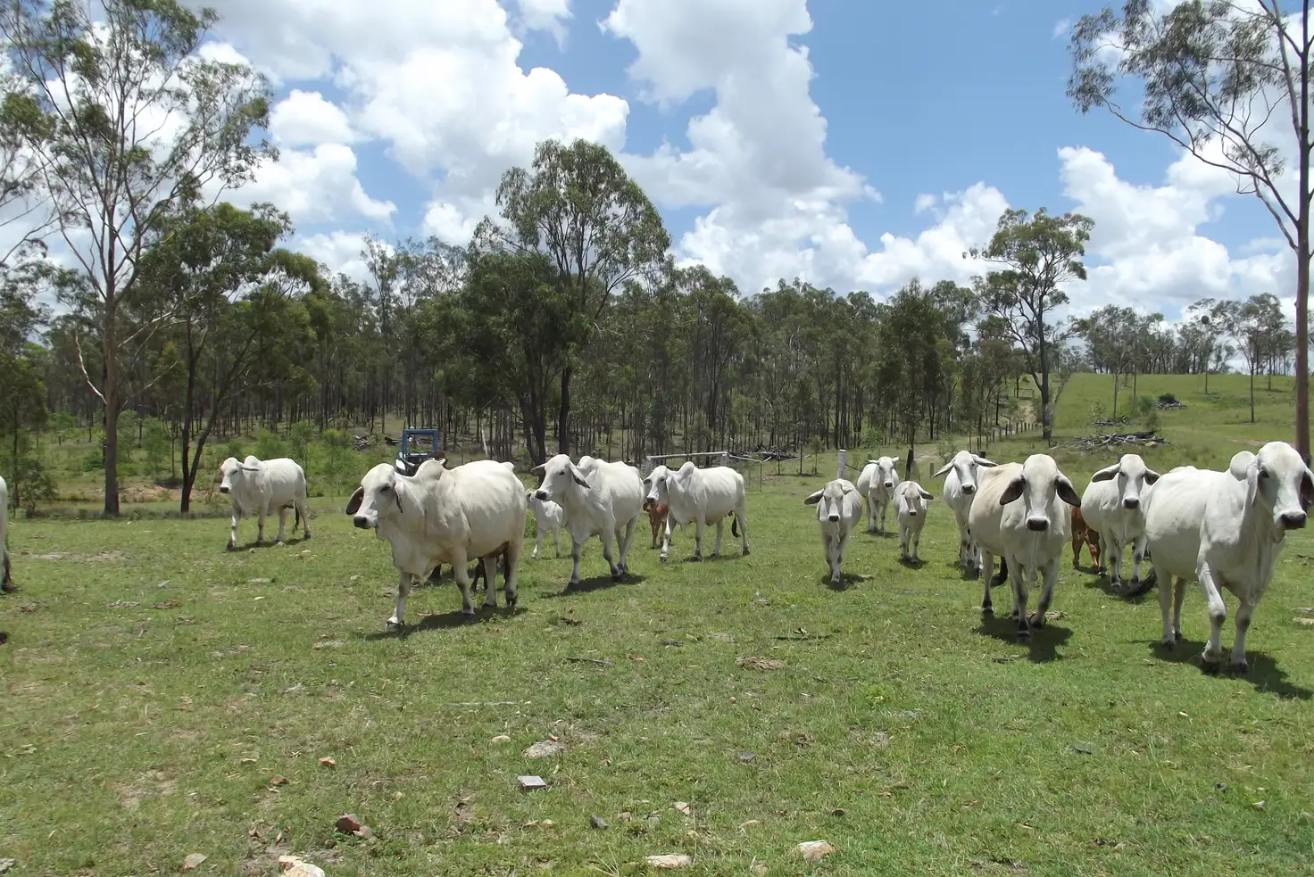 Main view of Homely rural property listing, Lot 58/0 Isis Highway, Dallarnil QLD 4621