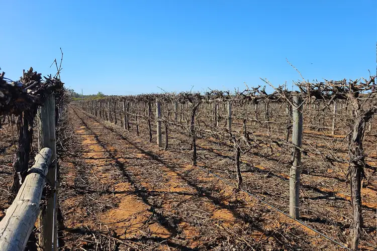 Third view of Homely rural property listing, Lot 2 PS216987 Anzac Road, Robinvale VIC 3549