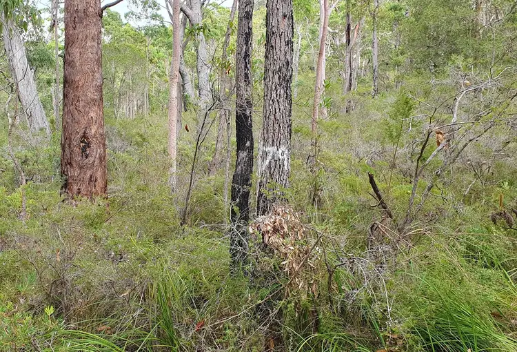 Third view of Homely land listing, Lot 796 Tenterfield Road, North Arm Cove NSW 2324