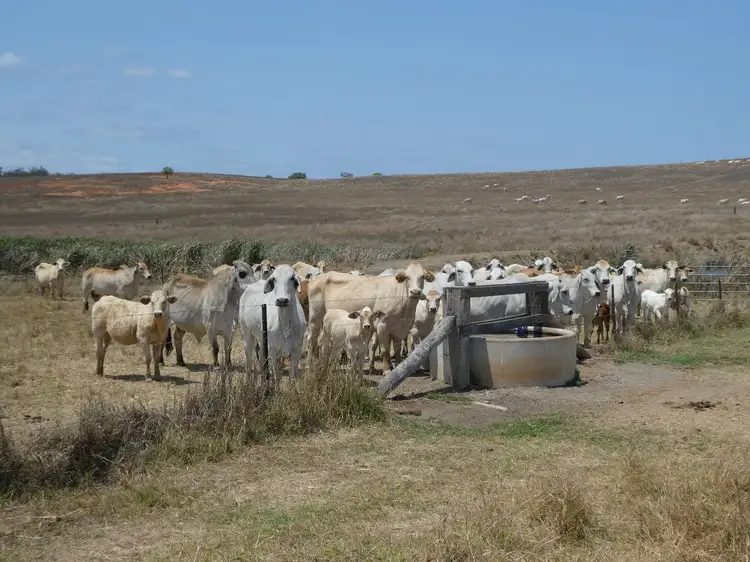 Fourth view of Homely rural property listing, Lot 3 Francey Road, North Isis QLD 4660