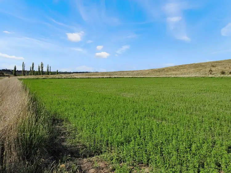 Main view of Homely rural property listing, 479 Gestingthorpe Road, Cow Flat NSW 2795