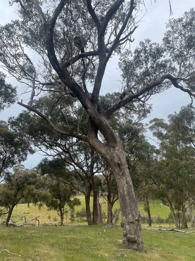 Seventh view of Homely rural property listing, 755 Bendigo-Maldon Road, Walmer VIC 3463