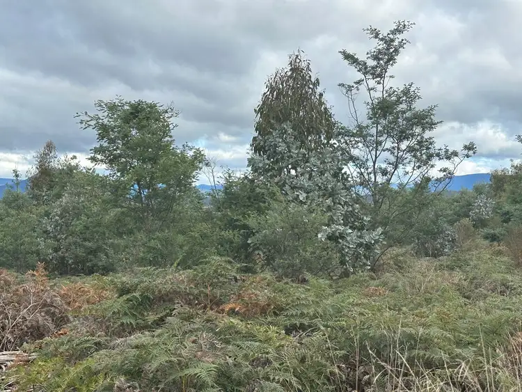 Second view of Homely land listing, Lot 2 Wadleys Road, Reedy Marsh TAS 7304