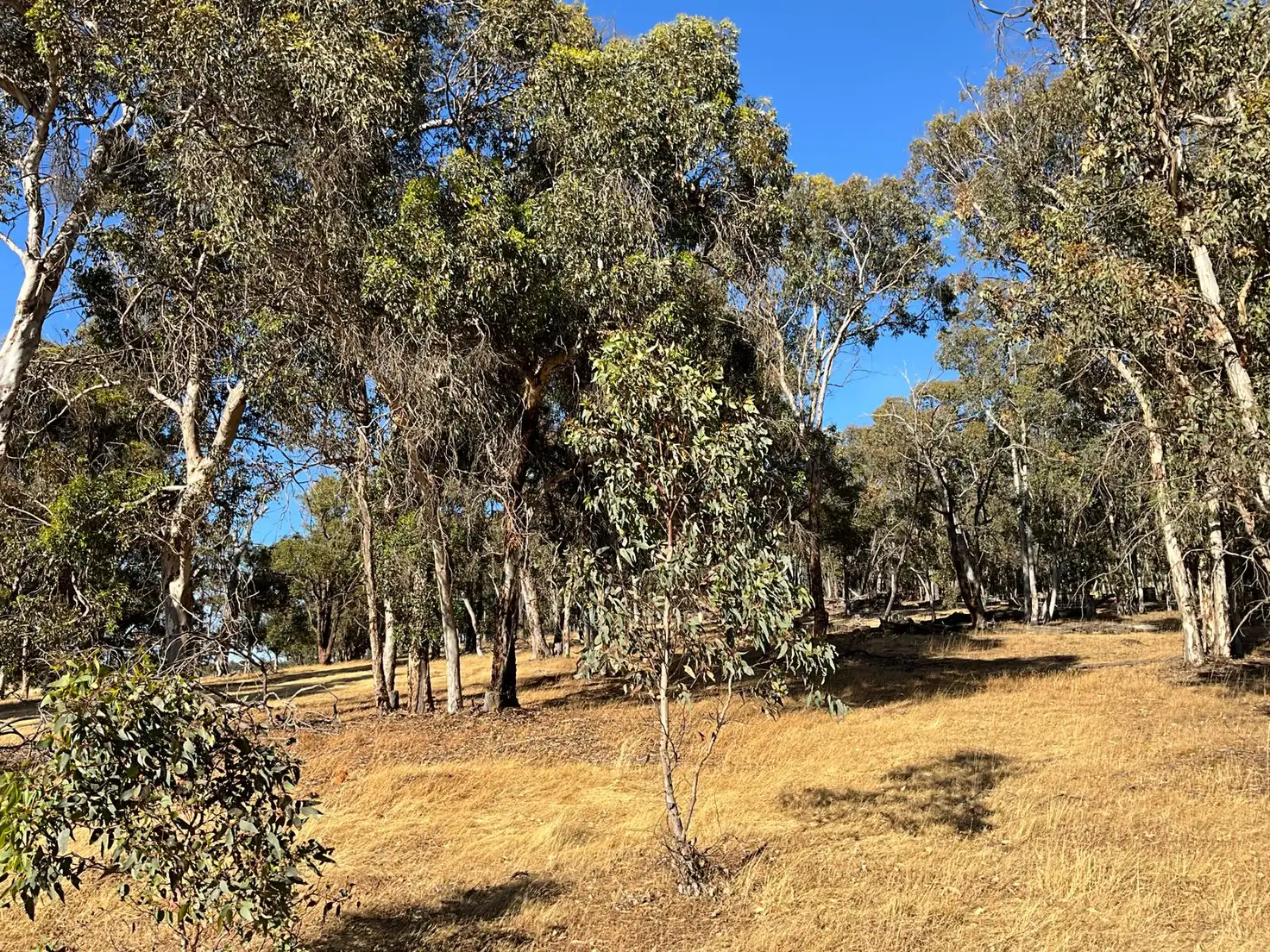 Main view of Homely rural property listing, Lot 9 Forrest Street, Boddington WA 6390