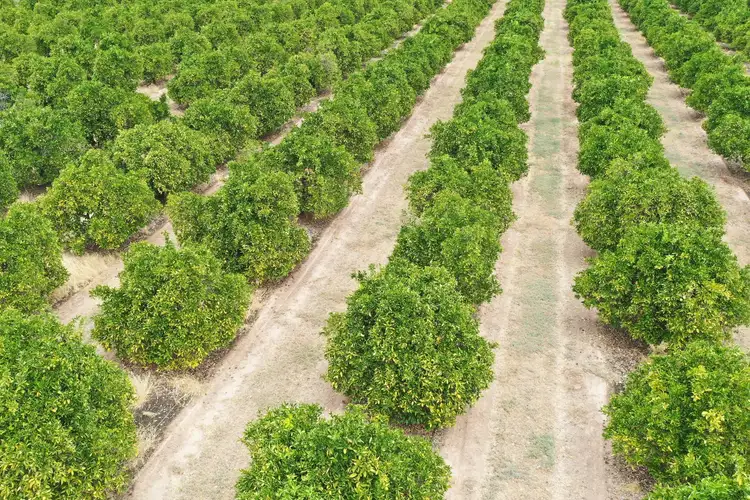 Sixth view of Homely rural property listing, 615 Delta Road, Curlwaa NSW 2648