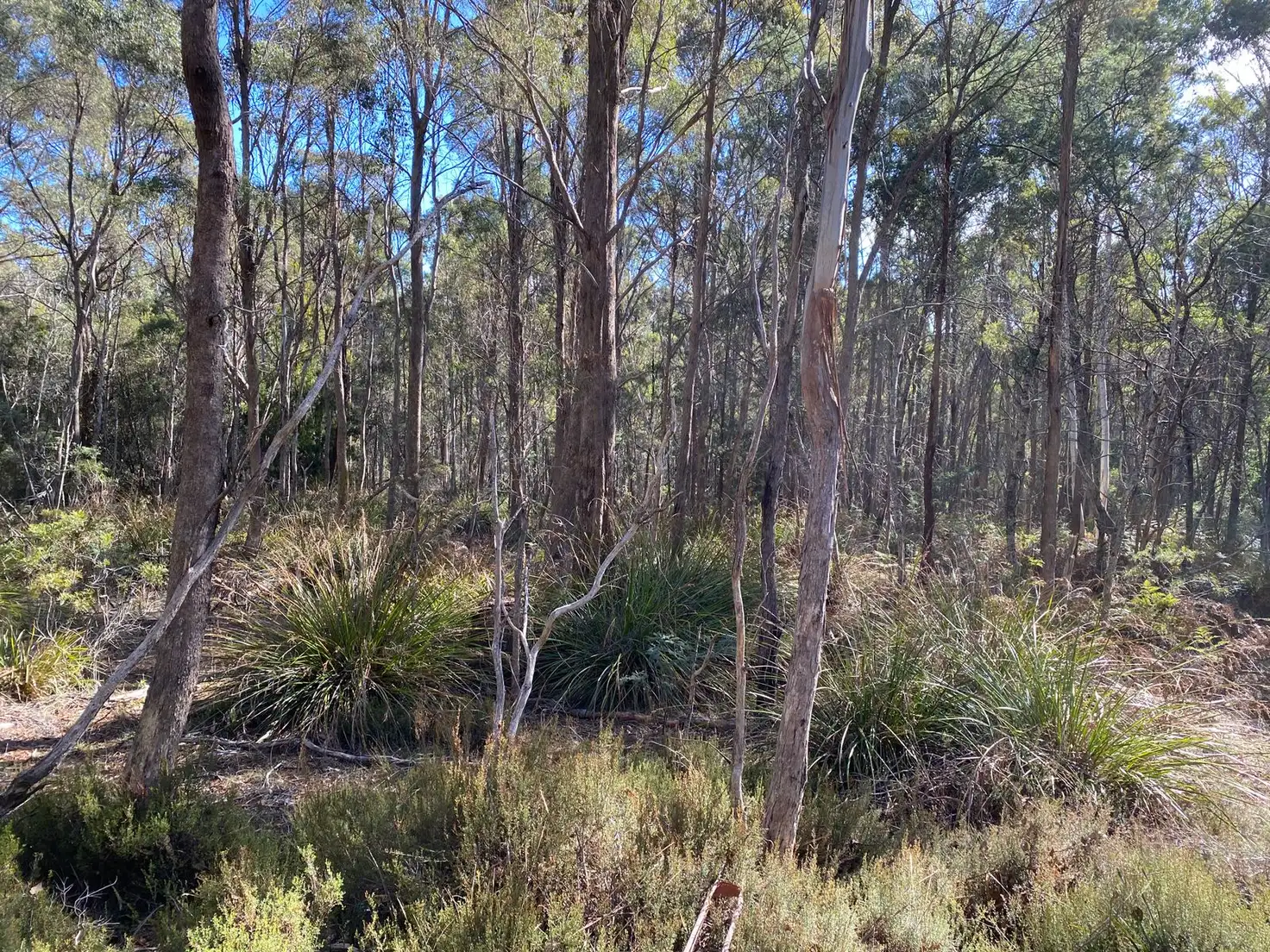 Main view of Homely land listing, Lot 1 River Road, Reedy Marsh TAS 7304