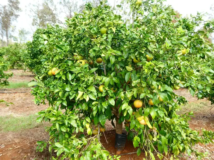 Fifth view of Homely rural property listing, 495 Wilson Valley Road, Wilson Valley QLD 4625