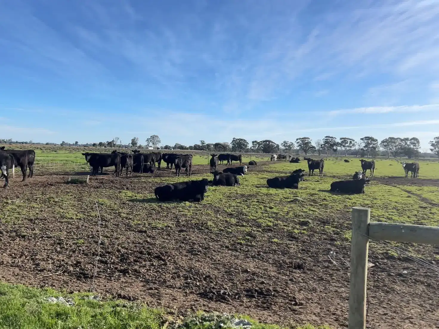Main view of Homely rural property listing, 00 Corner Myall & Koondrook - Murrabit Road, Myall VIC 3579