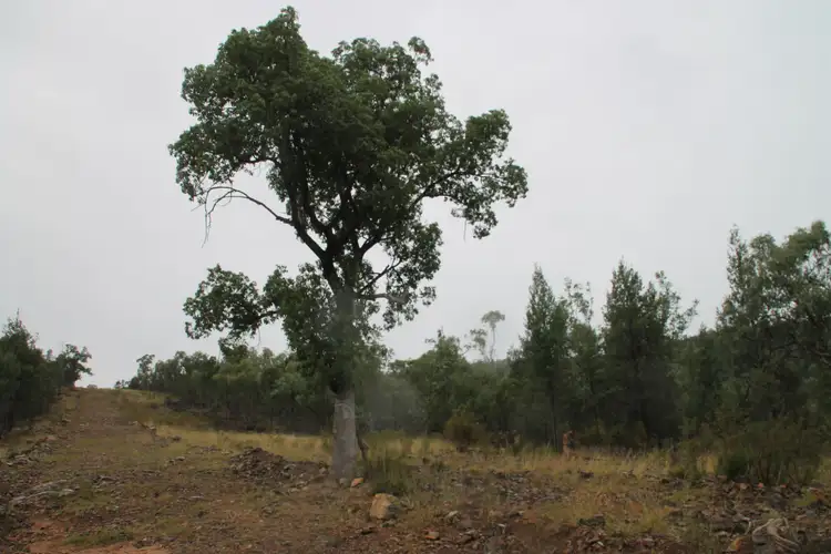 Fourth view of Homely rural property listing, Proposed Lots 21 and 23 Bruxner Way, Tenterfield NSW 2372