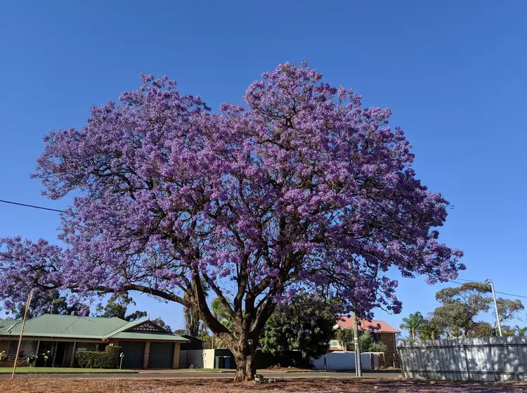 Third view of Homely land listing, 20 Butler Street, Piccadilly WA 6430