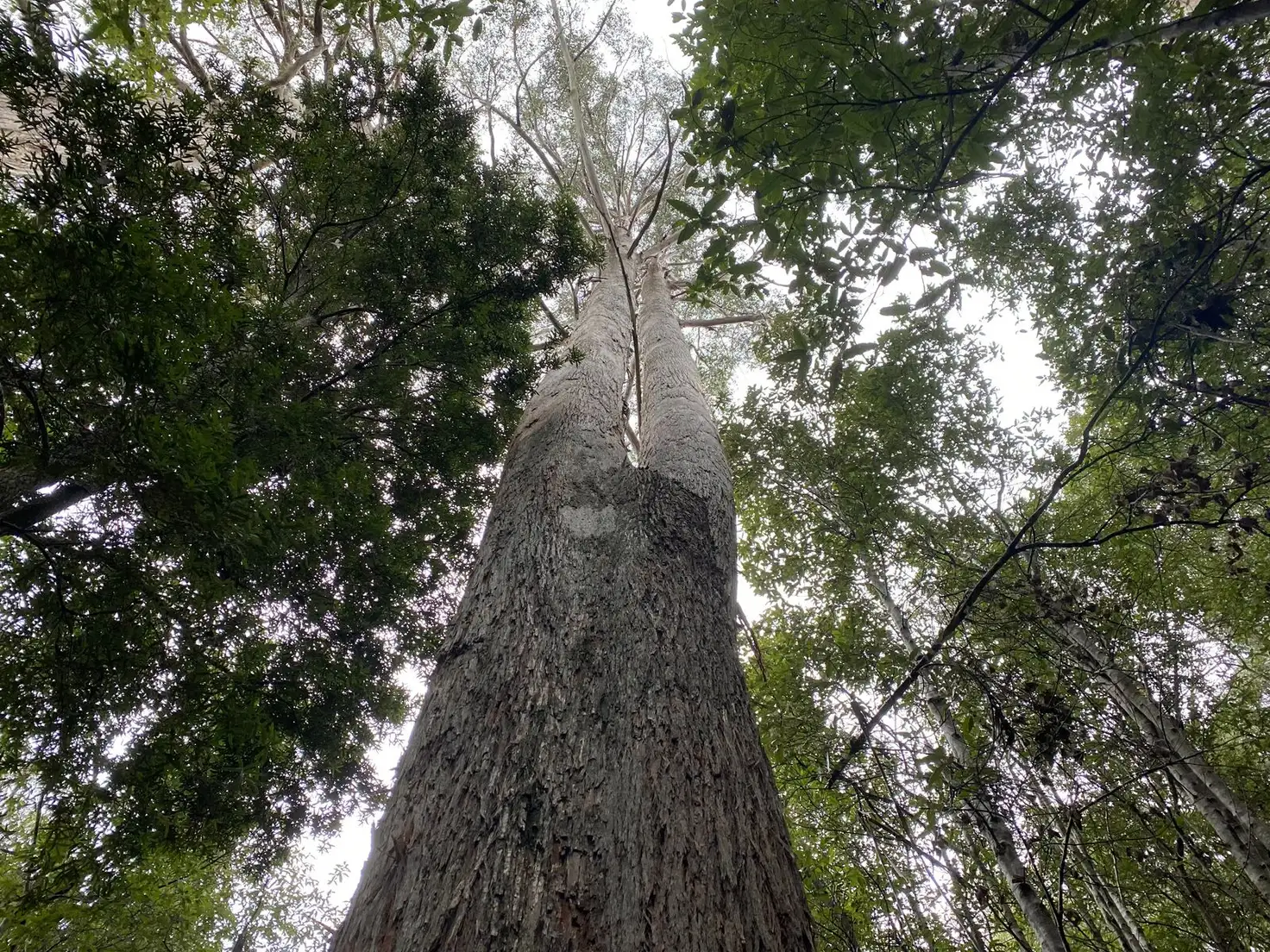 Main view of Homely land listing, Lot 1 Western Creek Road,, Western Creek TAS 7304
