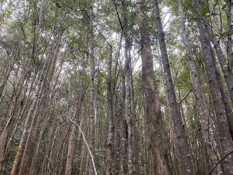 Second view of Homely land listing, Lot 1 Western Creek Road,, Western Creek TAS 7304