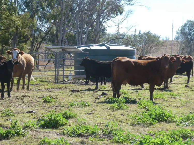 Fifth view of Homely rural property listing, NRN Monto Mount Perry Road, Mungy QLD 4671
