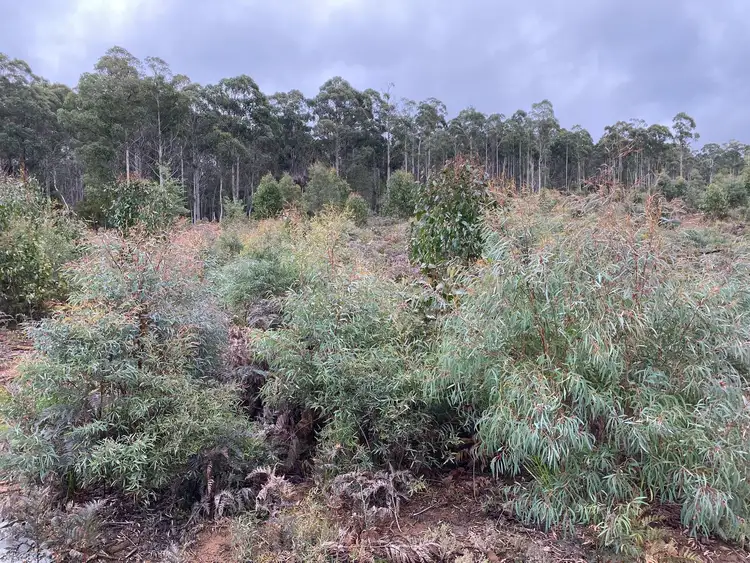 Second view of Homely land listing, 218 Farrells Road, Reedy Marsh TAS 7304