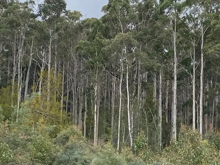 Fourth view of Homely land listing, 218 Farrells Road, Reedy Marsh TAS 7304