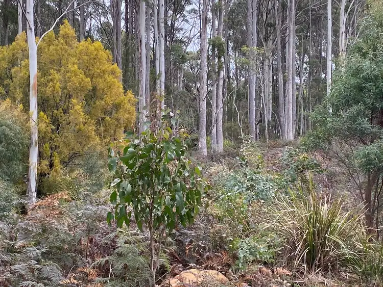 Sixth view of Homely land listing, 218 Farrells Road, Reedy Marsh TAS 7304