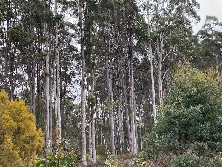 Seventh view of Homely land listing, 218 Farrells Road, Reedy Marsh TAS 7304
